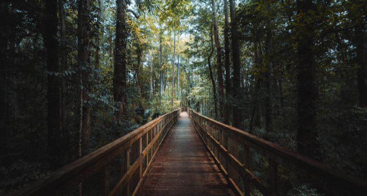 In the mids of lush green forest of Dehradun wellness retreat for Forest Bath